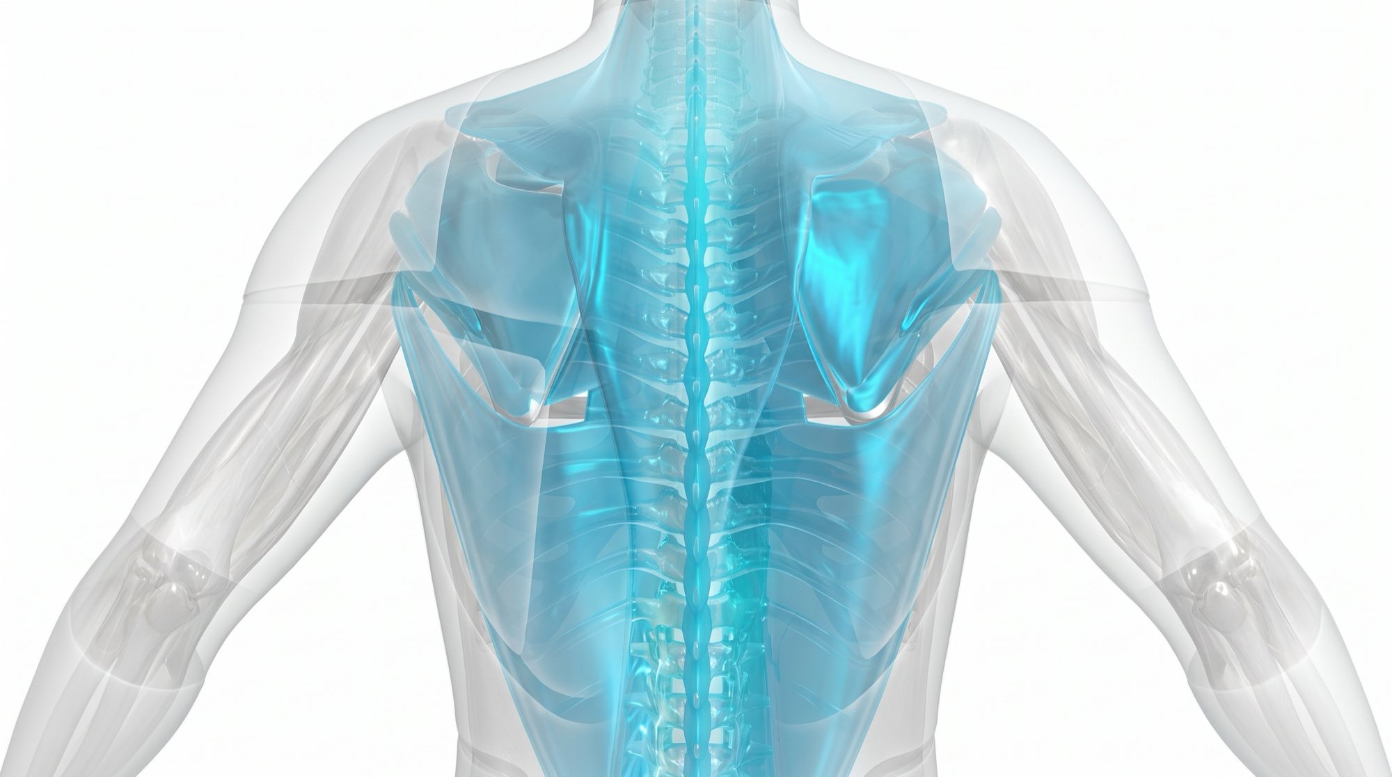 The spine and shoulder blades rendered in cyan inside a translucent grey torso, seen from behind with the arms outstretched