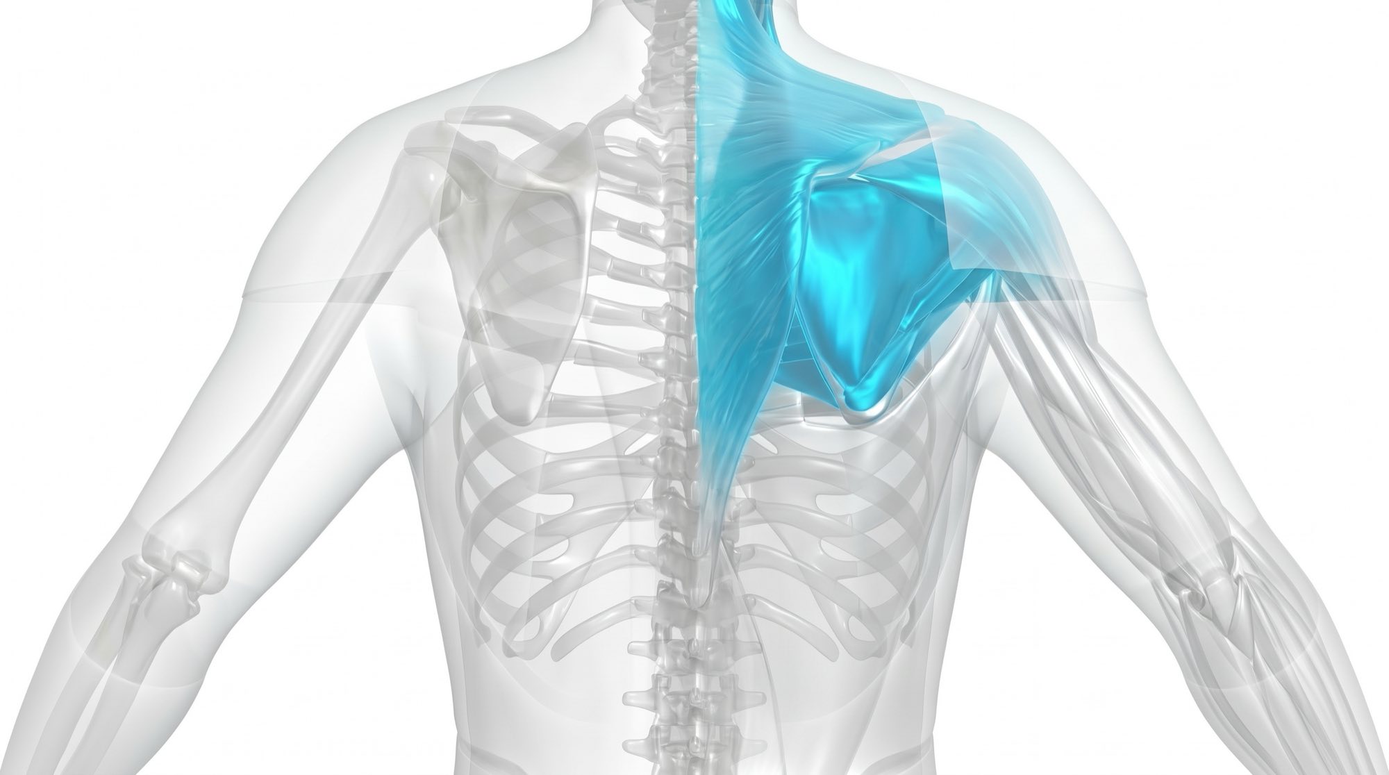 Upper back from behind, one side’s shoulder and trapezius muscle highlighted in cyan against the pale grey skeleton and ribcage