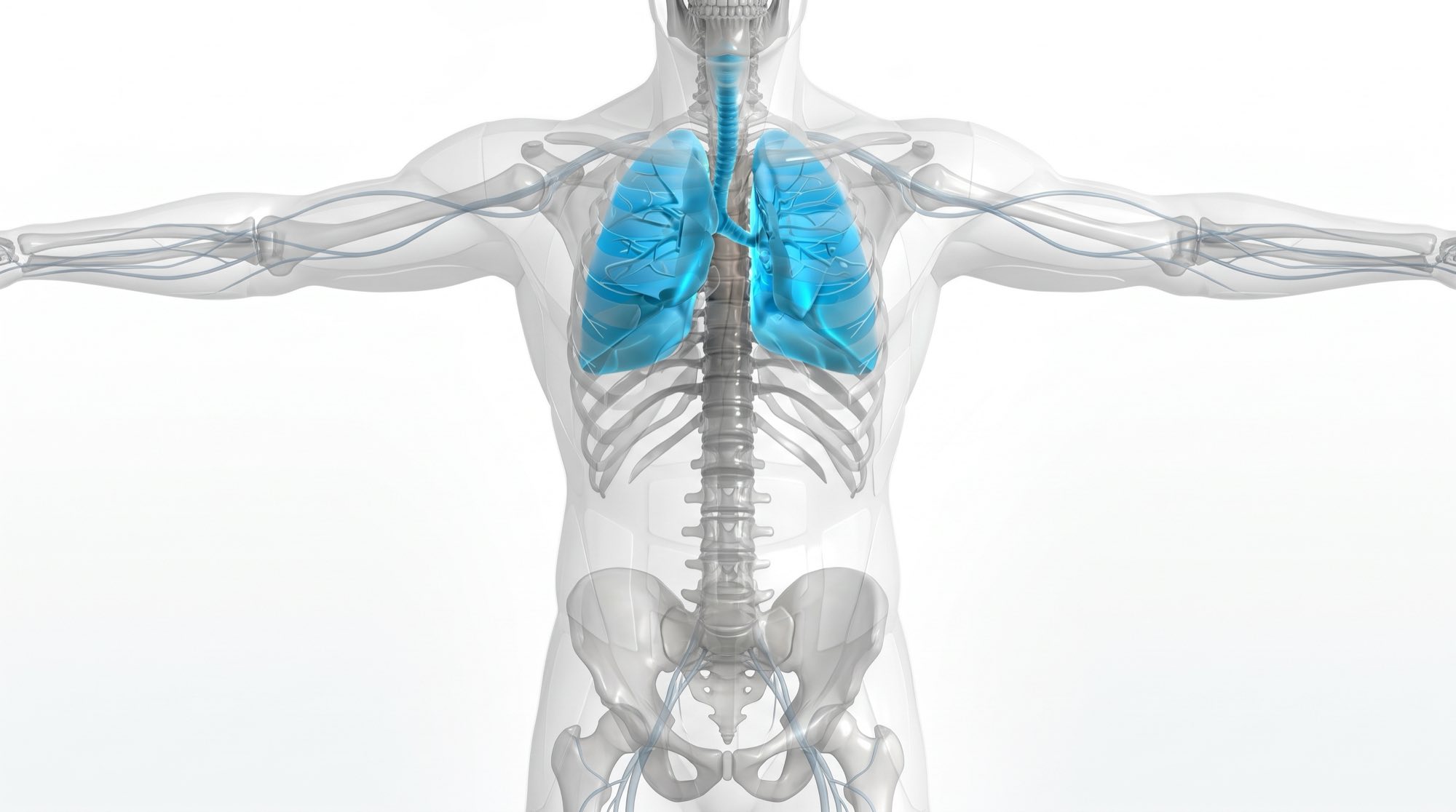 The lungs in cyan inside a translucent grey figure, the ribcage, spine and pelvis showing faintly through