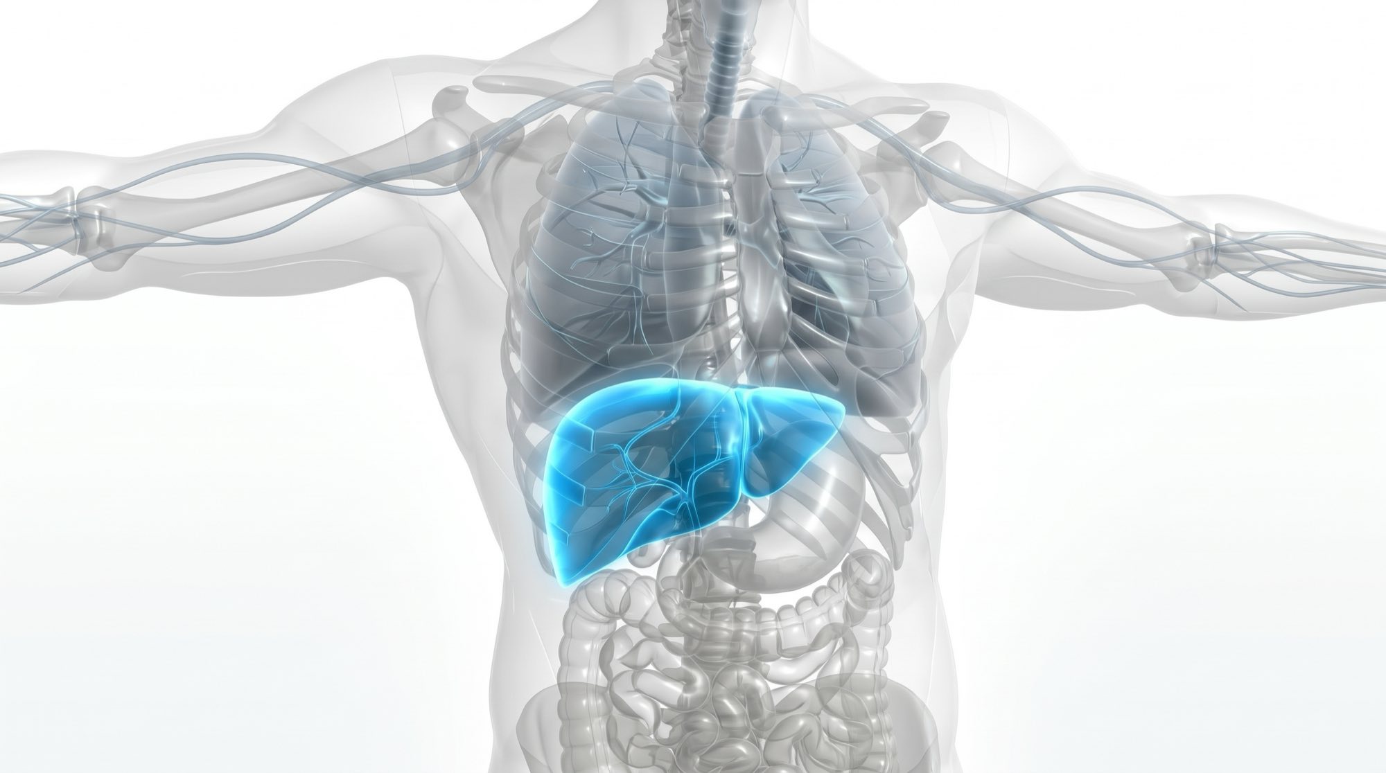 The liver in cyan beneath the ribcage, the lungs, stomach and intestines rendered in pale translucent grey around it