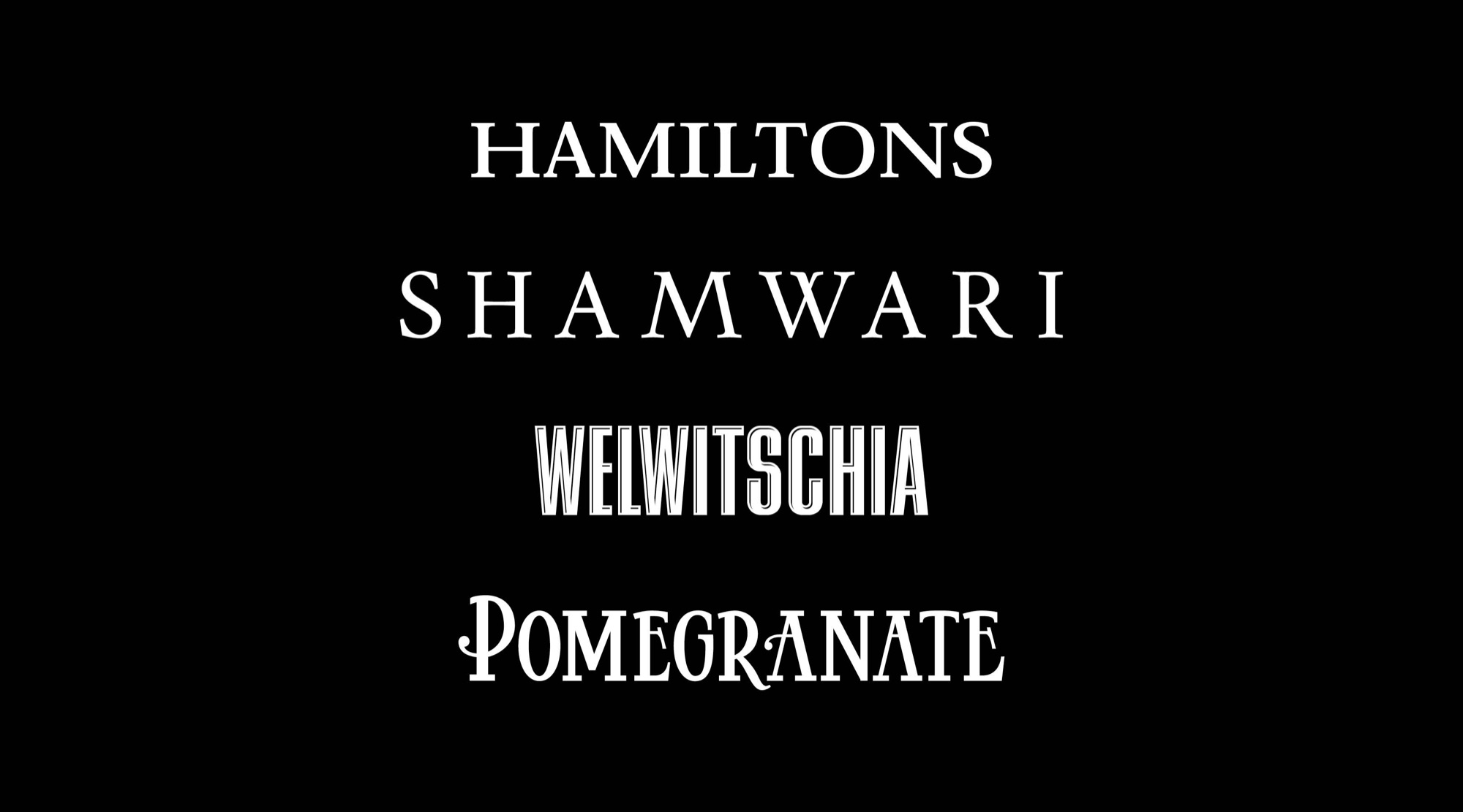 Four serif and display wordmarks: HAMILTONS, letterspaced SHAMWARI, condensed WELWITSCHIA, and POMEGRANATE with swelling stems